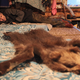 Image for article titled Photos: The gorgeous simplicity of life as a Siberian nomad